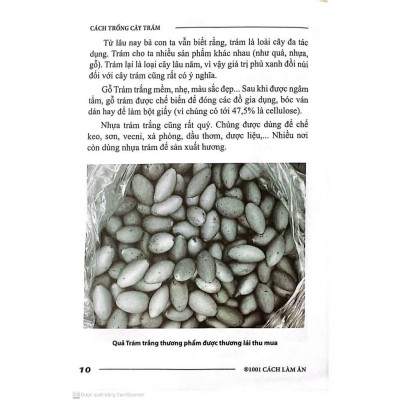 Sách - Cách Trồng Cây Trám - NXB Nông Nghiệp