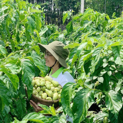 Combo 2 chai Nước cốt trái nhàu SK Noni Juice Premium 375ml