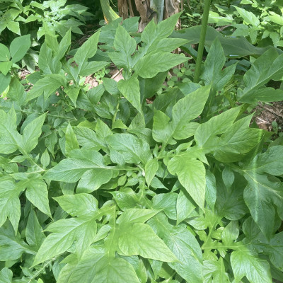 1KG - Bột Huyền (bột nưa) - Miền Tây Thân Yêu - nguyên chất 100% - Đặc sản An Giang