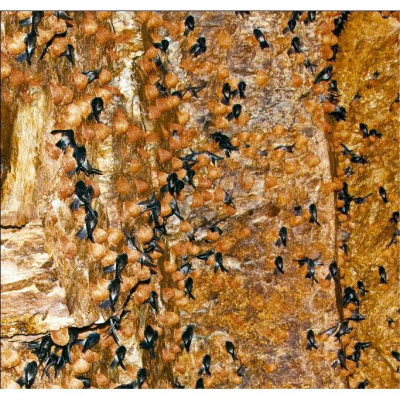 CAO CẤP Yến Sào Đảo Thiên Nhiên Nguyên Chất Hộp 5G - 012