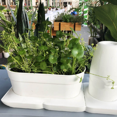 CHẬU TRỒNG RAU TỰ DƯỠNG NHẬP KHẨU CHÂU ÂU TỰ ĐỘNG TRONG 2 THÁNG, SỬ DỤNG 10 NĂM