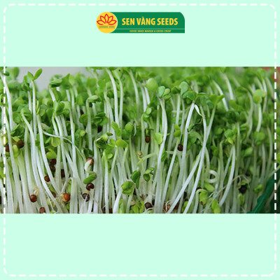 Hạt Giống Rau Mầm Cải Ngọt - Hạt nhập khẩu New Zealand, nảy mầm đều, mau thu hoạch - HẠT GIỐNG SEN VÀNG