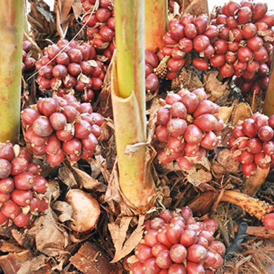 Thảo quả khô (500gr)