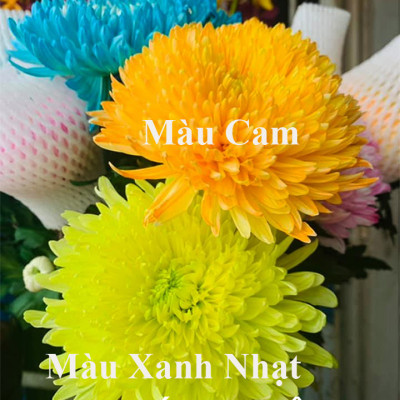 Nước Màu Nhuộm Hoa Tươi Màu Cam Israel (Chai 1 Lít) Color Sodium For Fresh Flowers