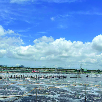 Sát trùng nước ao tôm cá BKC GRO