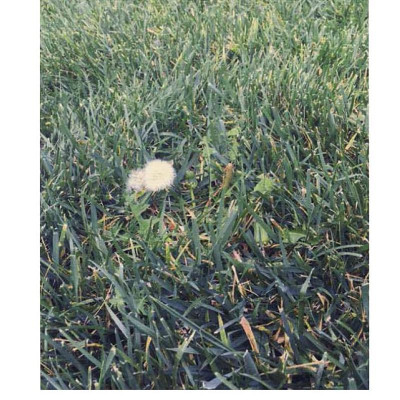 Sách Ngoại Văn - Violet Bent Backwards Over The Grass