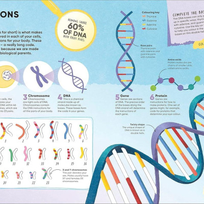 Sách ngoại văn: Brain Booster Human Body