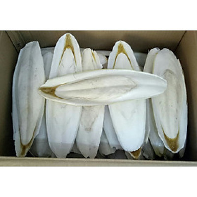 1 miếng nan mực bổ sung canxi cho chim, vẹt luôn khỏe mạnh