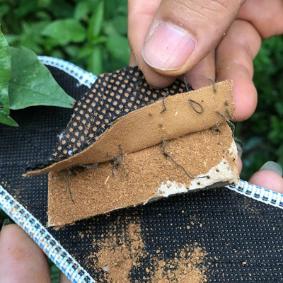 Lót giày vải lưới Hương Quế, quế thật, quế thơm, tốt cho sức khỏe