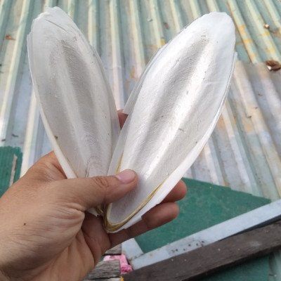 1 miếng nan mực bổ sung canxi cho chim, vẹt luôn khỏe mạnh