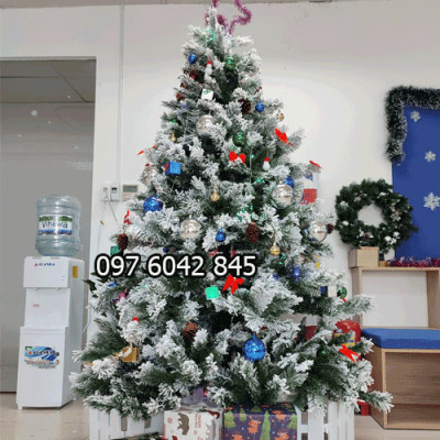 Cây thông noel phủ tuyết cao 1m8 - Cây loại 3 lá dày tán rộng