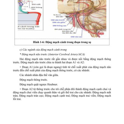 Sách - PHỤC HỒI CHỨC NĂNG CHẤN THƯƠNG NÃO