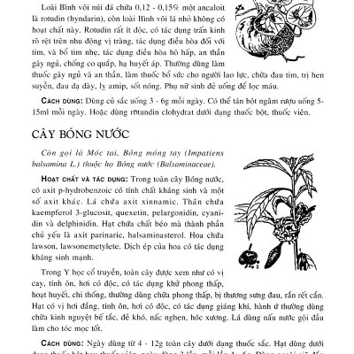 Cây Thuốc Nam - Những Bài Thuốc Quý Từ Dân Gian