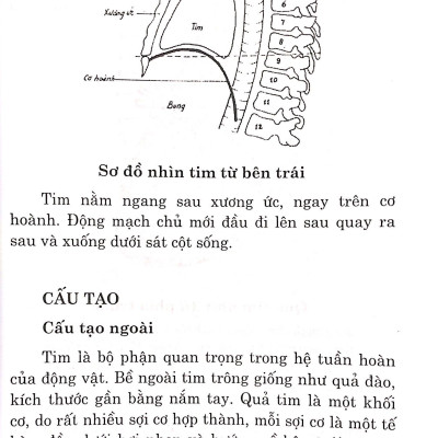 Bệnh Tim - Chế Độ Dinh Dưỡng Và Tập Luyện