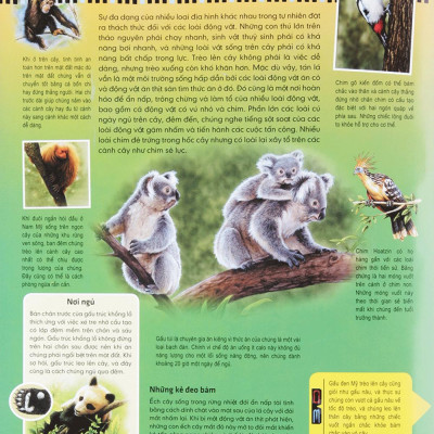 Di Chuyển Và Di Cư