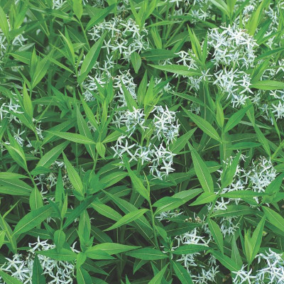 Best Perennials for Sun and Shade (Home Grown Gardening)