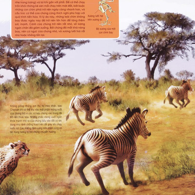 Di Chuyển Và Di Cư