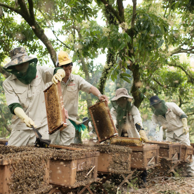 Mật ong Tam Đảo đặc biệt 500g - Mật ong rừng tự nhiên