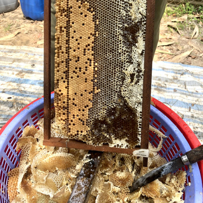 Mật Ong Hoa Nhãn Xuất Khẩu 1000ml, tiêu chuẩn chất lượng cao.