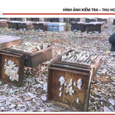 Mật ong 5 sạch Honeyboy 1KG