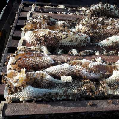 Mật Ong Hoa Nhãn Nguyên Chất 1000ml, món quà giá trị từ thiên nhiên, 