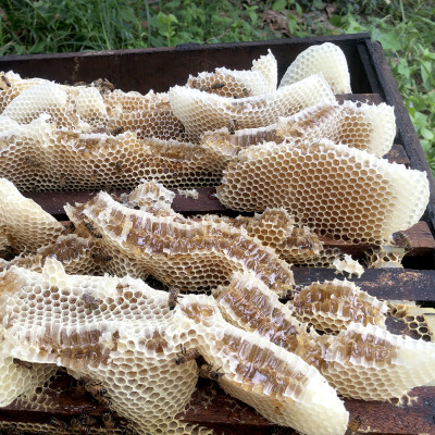 Mật Ong Hoa Nhãn Nguyên Chất 1000ml, món quà giá trị từ thiên nhiên, 