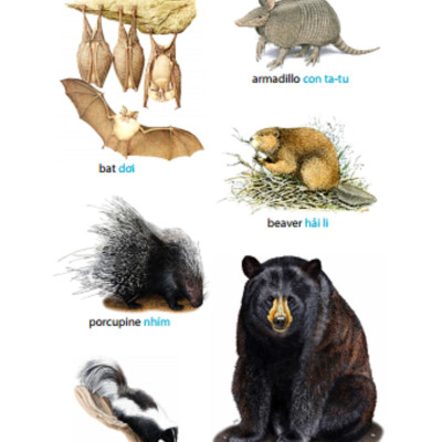 5.500 Từ Vựng Tiếng Anh Thông Dụng Nhất (Tái Bản 2020 - Màu)