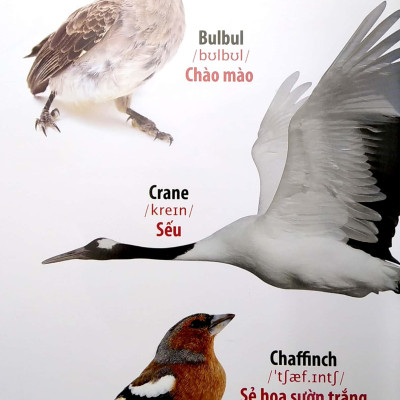 Thư Viện Hình Ảnh Song Ngữ Đầu Tiên Của Bé - Loài Chim