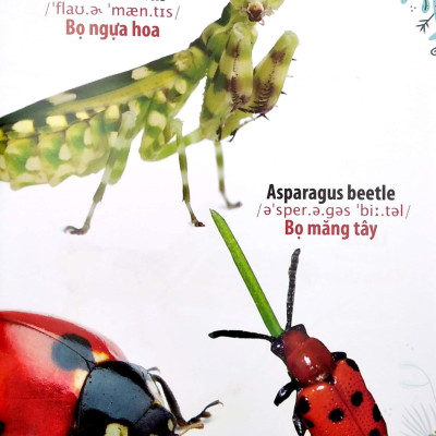 Thư Viện Hình Ảnh Song Ngữ Đầu Tiên Của Bé - Côn Trùng Và Bò Sát