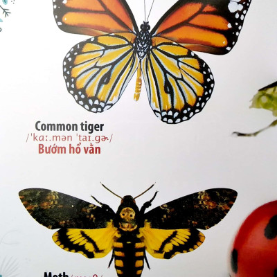 Thư Viện Hình Ảnh Song Ngữ Đầu Tiên Của Bé - Côn Trùng Và Bò Sát