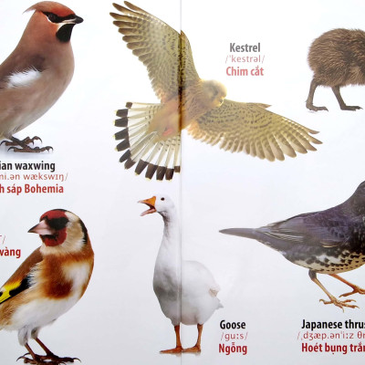 Thư Viện Hình Ảnh Song Ngữ Đầu Tiên Của Bé - Loài Chim