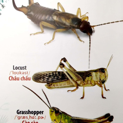 Thư Viện Hình Ảnh Song Ngữ Đầu Tiên Của Bé - Côn Trùng Và Bò Sát