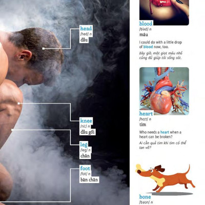 Học Tự Vựng Tiếng Anh Qua Hình Và Ví Dụ Minh Họa