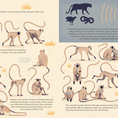 Sách tiếng Anh - Mad about Monkeys