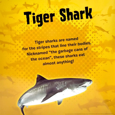 My First Puzzle Book: Sharks