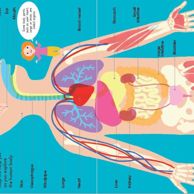 Book & Jigsaw - Fun Facts - The Human Body