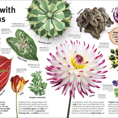 Trees, Leaves, Flowers And Seeds: A Visual Encyclopedia Of The Plant Kingdom