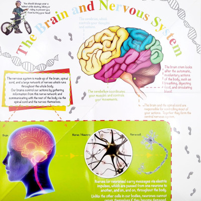 Wonder Of Learning - My Fold-Out Book Of The Human Body