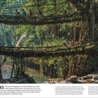 Trees, Leaves, Flowers And Seeds: A Visual Encyclopedia Of The Plant Kingdom