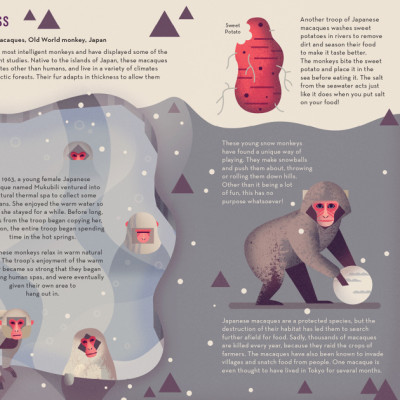 Sách tiếng Anh - Mad about Monkeys