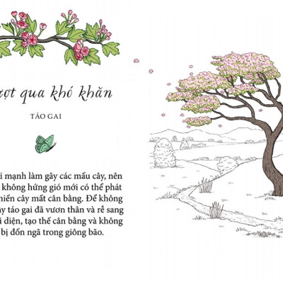 Sách - Sống như những cái cây