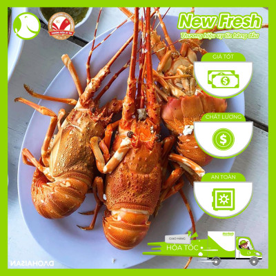 [GIAO NHANH HCM] Tôm Hùm Bông Đông Lạnh - 1 Con 500Gr