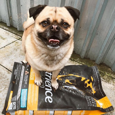 Thức Ăn Hạt Cho Chó - Nutrience Subzero Bao 2,27kg (Da Lông Bóng Mượt) - Thịt Bò, Cá Hồi, Rau Củ Quả, Trái Cây