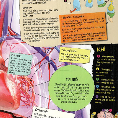 Tìm Hiểu Về: Cơ Thể Người