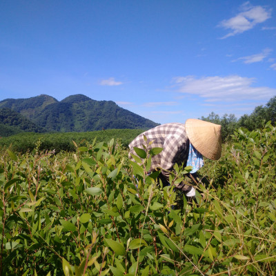 Tinh dầu Tràm năm gân (Tràm Úc) Huế 30ml (Niaouli oil) - Ngừa cảm mạo, giữ ấm cơ thể, đuổi côn trùng, giảm say xe, lọc không khí - Hàng Chính Hãng
