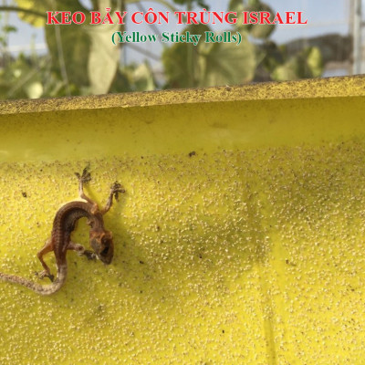 Keo Bẫy Bọ Phấn Trắng Israel Gây Hại Dưa Lưới (cuộn 20 mét) và bẫy các loại côn trùng trong nông nghiệp khác 