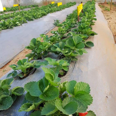 Bẫy Ruồi Bằng Keo Dính Vàng Sinh Học Israel Cuộn 10 Mét Trải Nghiệm. Hiệu Sticky Yellow Roll là Keo Dính Vàng 2 Mặt Israel (RỘNG 18CM X DÀI 10M) Nhập Khẩu Israel Sử DụngTrong Ngành Nông Nghiệp Sạch dùng Bẫy Ruồi Giấm, Ruồi Vàng, Ruồi Cái và cả các loại côn trùng khác