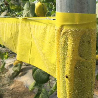 Keo Bẫy Bọ Phấn Trắng Israel Gây Hại Dưa Lưới (cuộn 20 mét) và bẫy các loại côn trùng trong nông nghiệp khác 