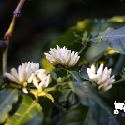 AZZAN FINE ROBUSTA 250g - Cà phê đặc sản, hạt rang hương vị đậm đà, thơm ngon tròn vị