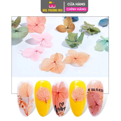 Hoa Khô Cánh To Trang Trí Móng, Nhiều Màu Sắc Độc Đáo, Thiết Kế Tinh Tế, Phụ Kiện Không Thể Thiếu Cho Làm Nail Phương Miu Nữ Women Vẽ Nail